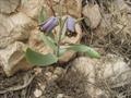 Fritillaria zagrica